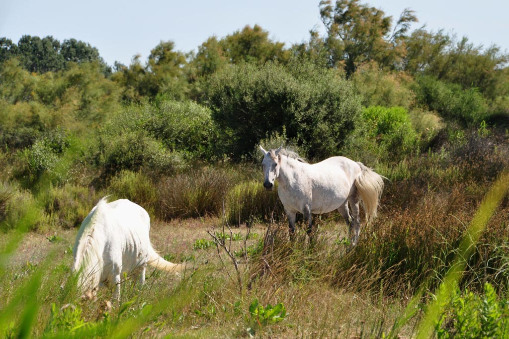 France, Provence, Camargue, Saintes Maries de la Mer